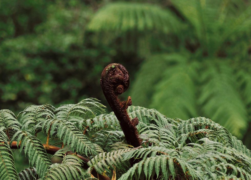 Fern with a piko in the middle