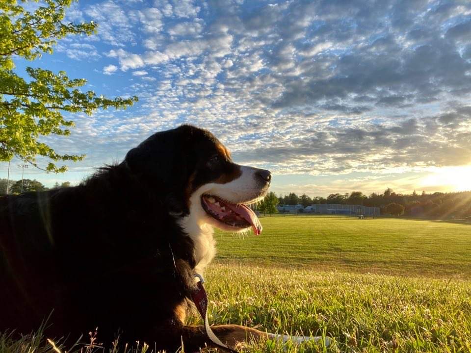 A large black, white and brown dog lies on grass in a park at sunset. The dog is shown in profile with its mouth open and tongue out. Golden sunlight shines across an open field, while a sky filled with scattered clouds stretches overhead. Trees frame the left side of the image, and sports field structures are visible in the distance.